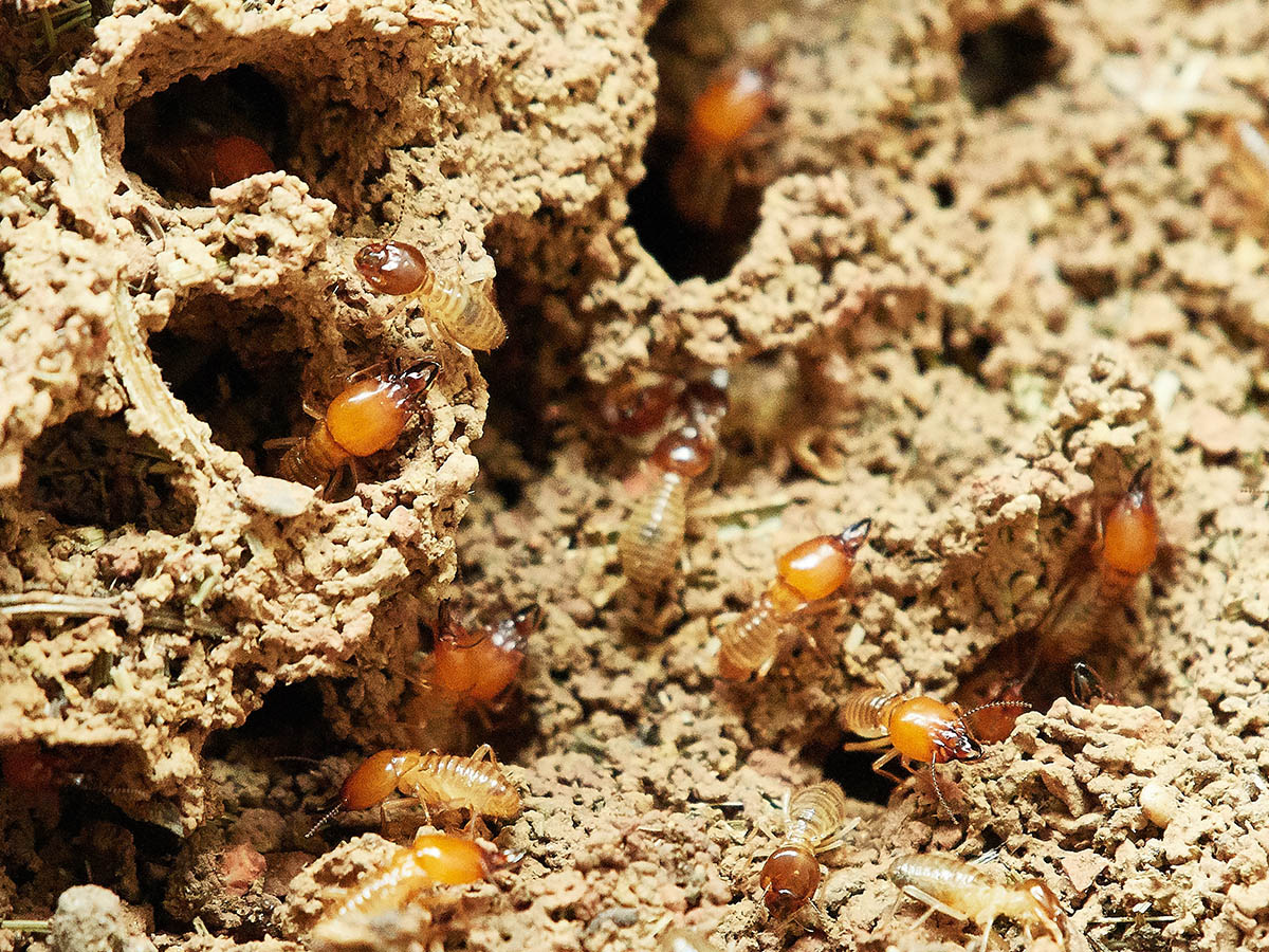 Termite Control | Greenville & Fountain Inn, SC | Carolina Pest Patrol