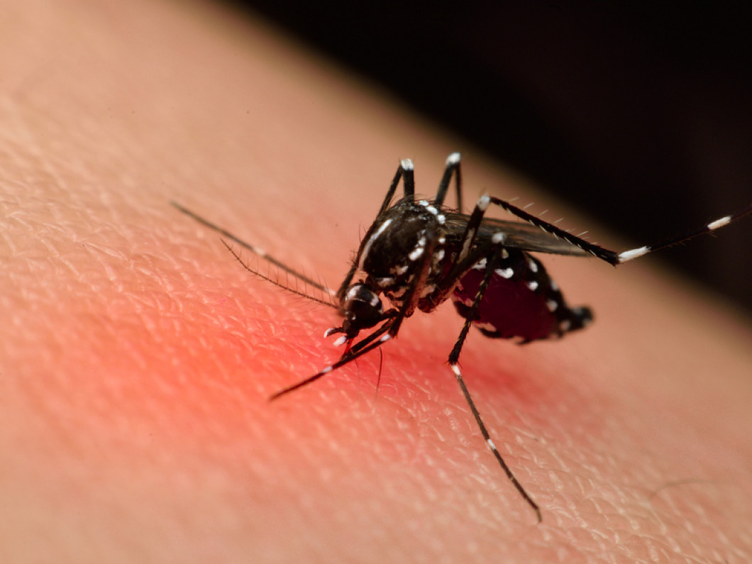 Mosquito Extermination | Greenville & Fountain Inn, SC ...