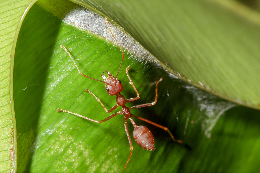 Ants And Fire Ants Greenville Fountain Inn SC Carolina Pest Patrol   Bigstock Red Ants Are On The Leaves In 288978991 