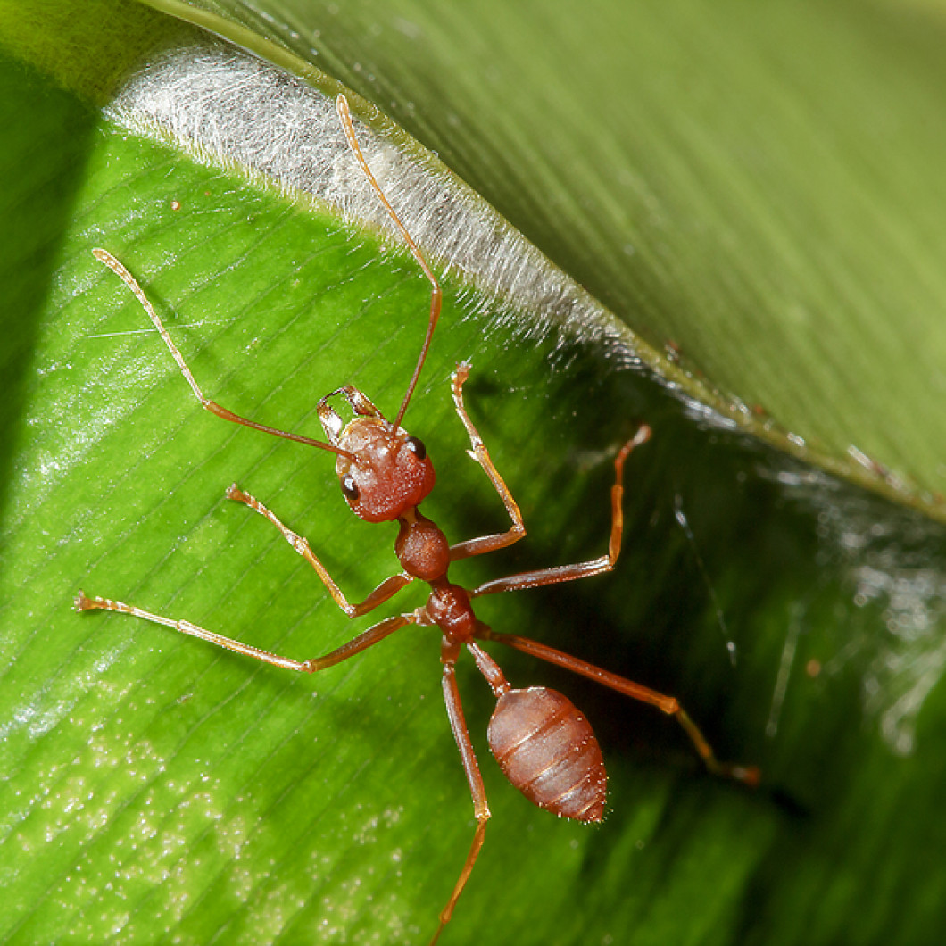 ants-and-fire-ants-greenville-fountain-inn-sc-carolina-pest-patrol