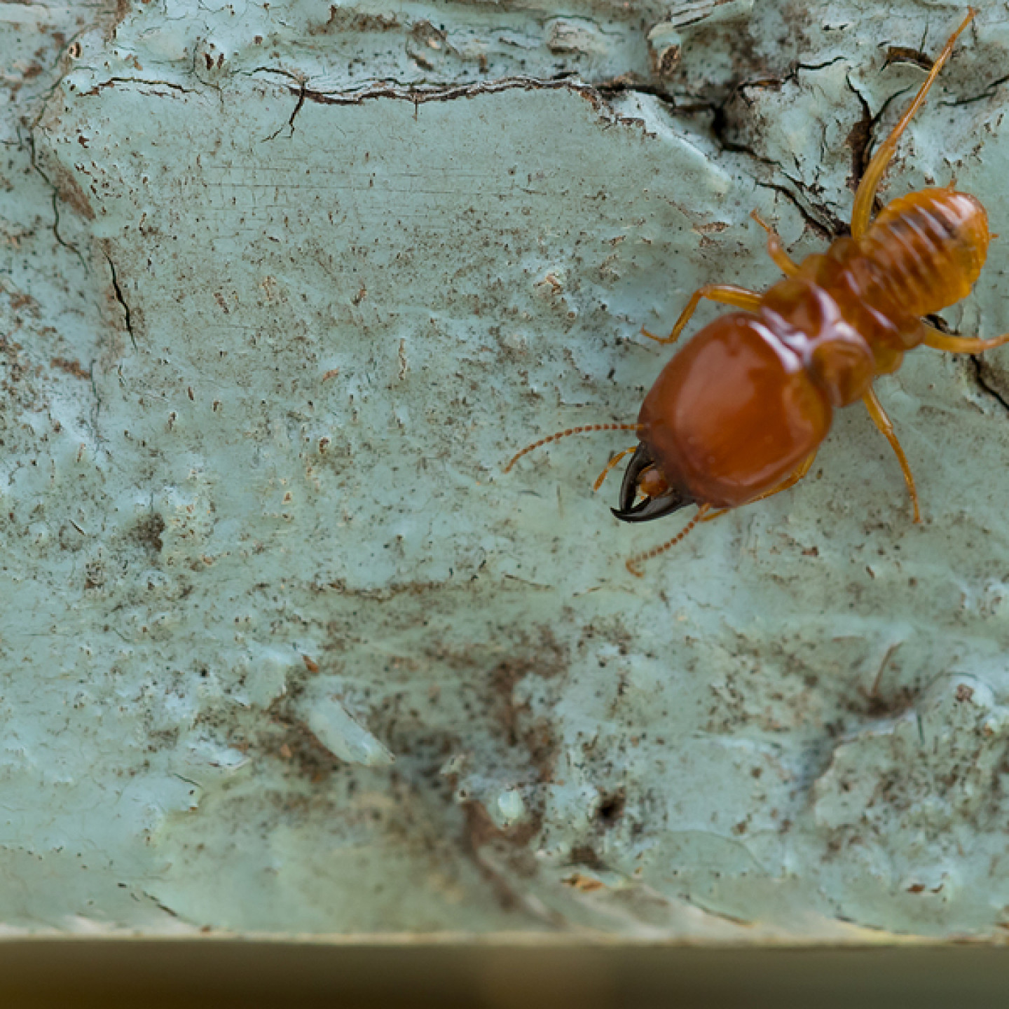 Commercial Termite Services Greenville & Fountain Inn, SC Carolina